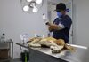 MÁS DE 800 MASCOTAS FUERON ATENDIDAS CON CONSULTAS GRATUITAS Y ESTERILIZACIONES EN HUIXQUILUCAN