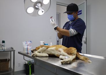 MÁS DE 800 MASCOTAS FUERON ATENDIDAS CON CONSULTAS GRATUITAS Y ESTERILIZACIONES EN HUIXQUILUCAN