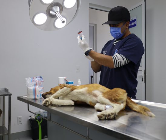 MÁS DE 800 MASCOTAS FUERON ATENDIDAS CON CONSULTAS GRATUITAS Y ESTERILIZACIONES EN HUIXQUILUCAN
