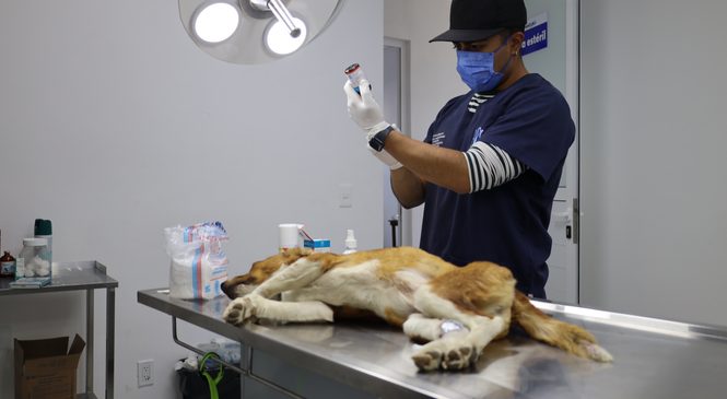 MÁS DE 800 MASCOTAS FUERON ATENDIDAS CON CONSULTAS GRATUITAS Y ESTERILIZACIONES EN HUIXQUILUCAN